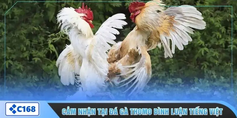 Cảm nhận tại đá gà Thomo bình luận tiếng Việt